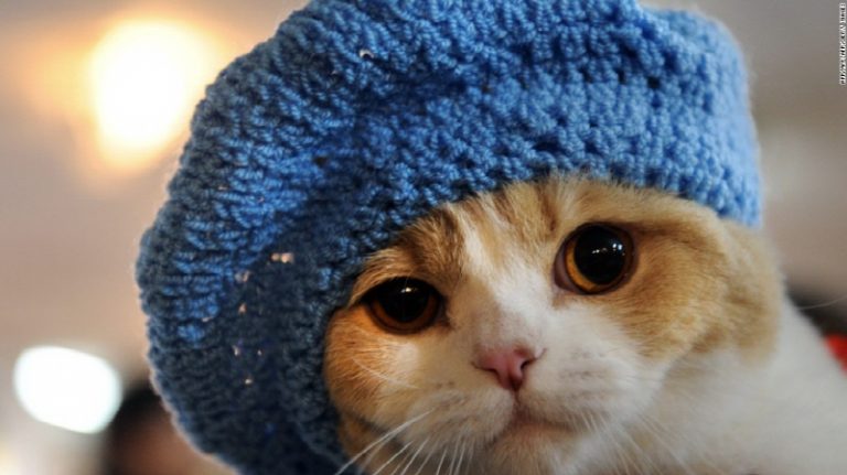 151104100359 cat internet super tease