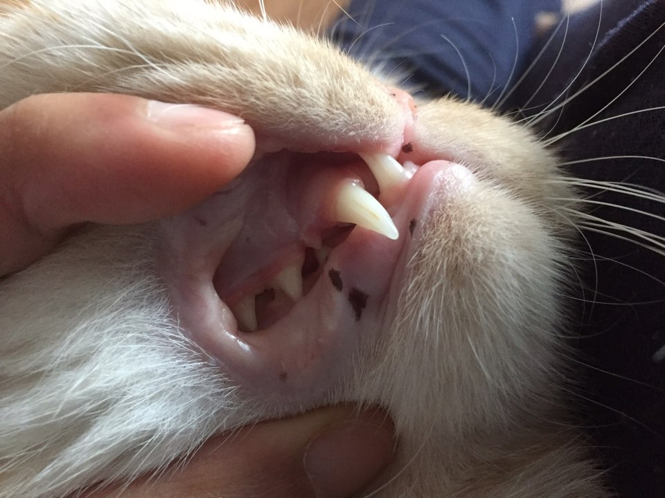 고양이 양치질, 고양이 치아관리법의 모든 것