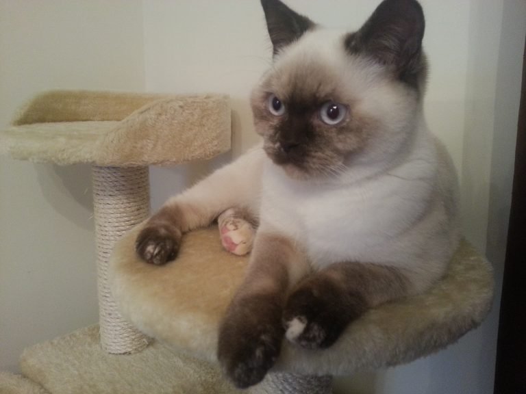 British shorthair colourpoint